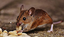 24 Hour & Emergency Exterminators in Van Metre, SD
